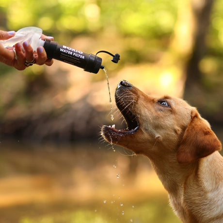 Ein Hund trinkt aus einem Wasserfilter, während Wasser aus dem Filter in seinen offenen Mund fließt.